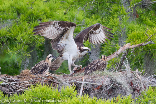 Feeding the Chicks