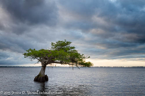 The Lone Cypress