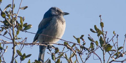 Central Florida Backyard Bird Identification