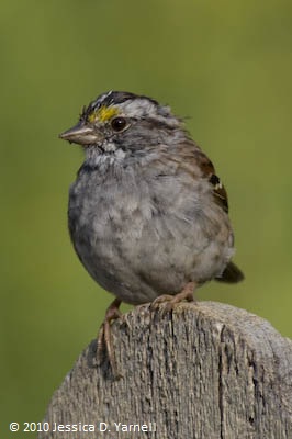 White-Throated Sparrow