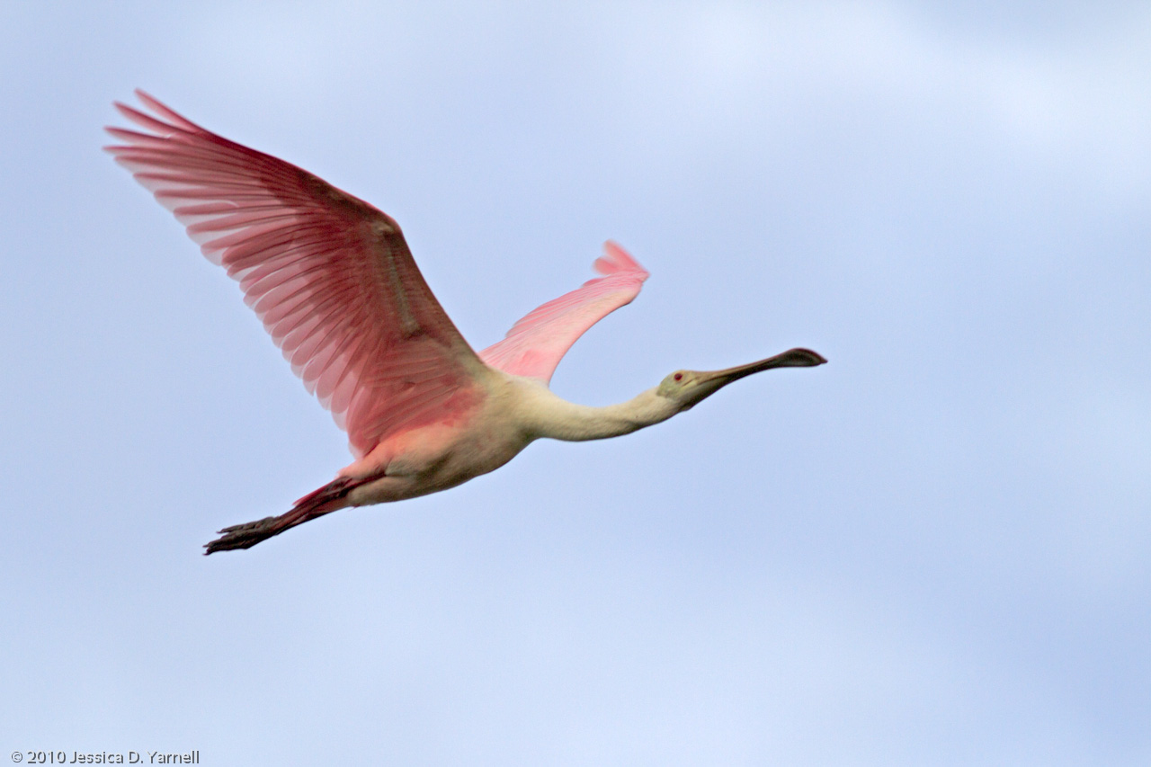 Roseate Spoonbill