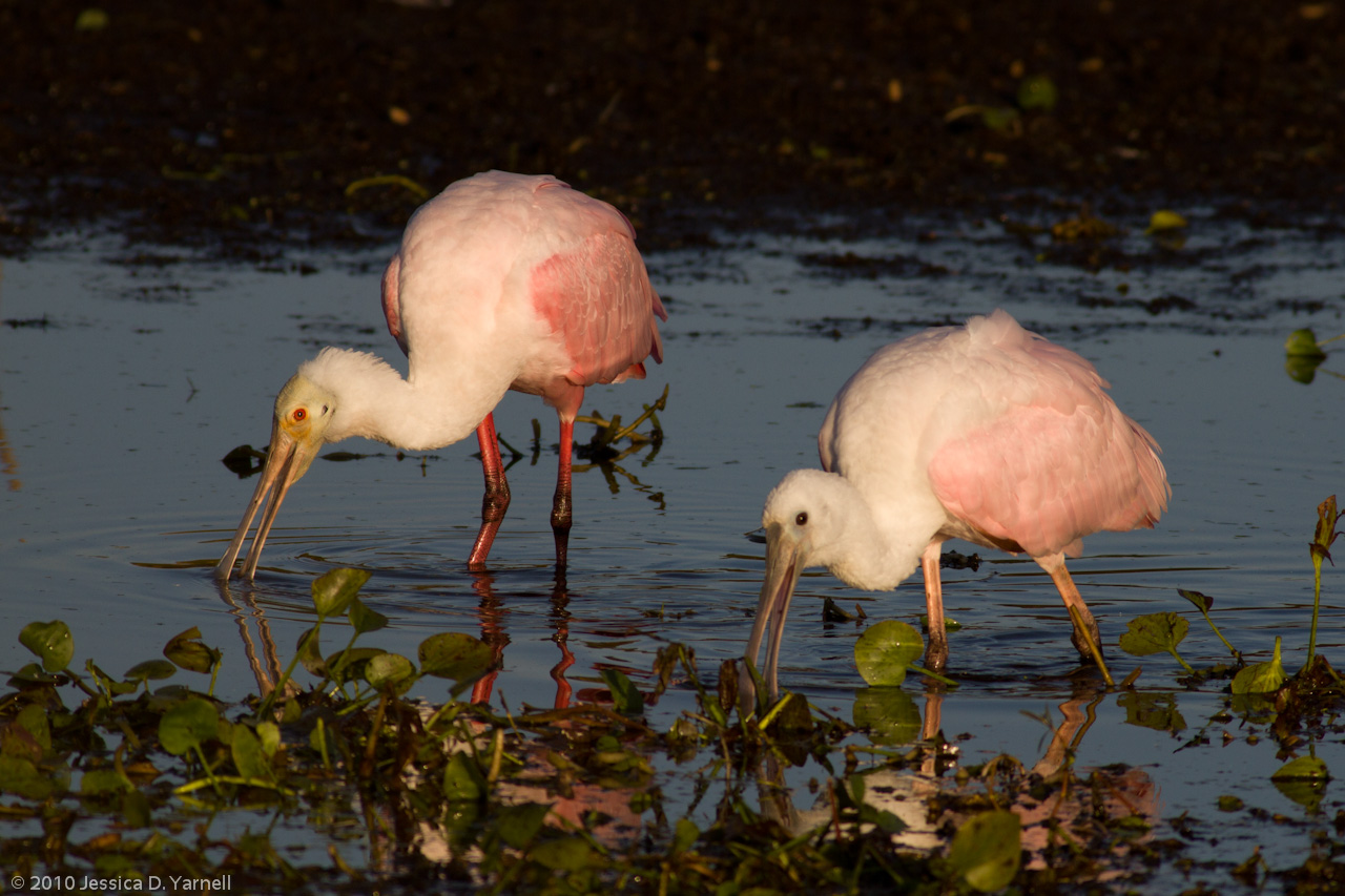 Roseate Spoonbill