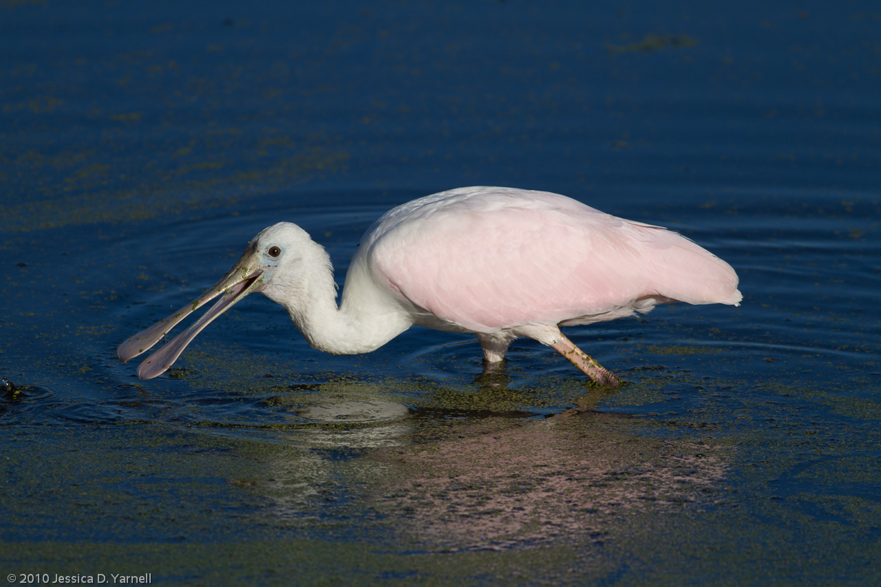 Roseate Spoonbill