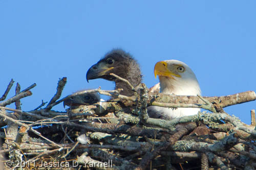 Greenwood Cemetery Eagle Nest
