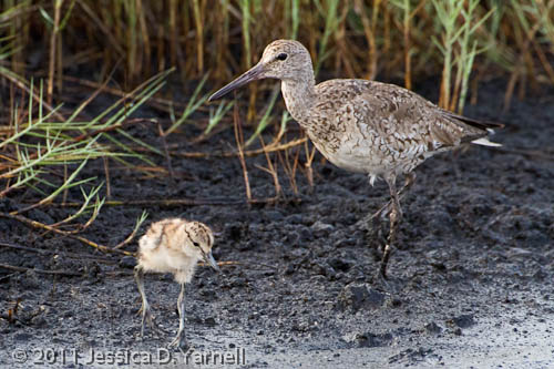 Willet