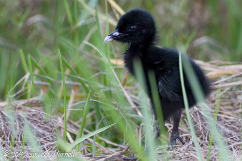 King Rail