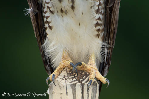 Red-Tailed Hawk