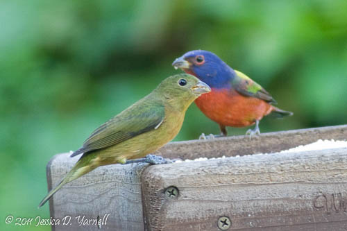 Painted Bunting