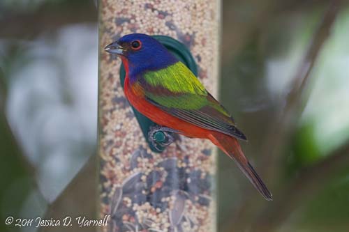 Painted Bunting