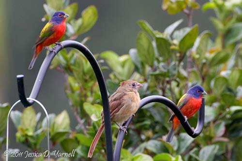 Painted Bunting