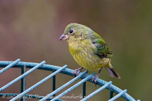 Painted Bunting
