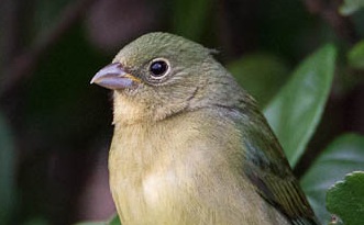 Painted Bunting