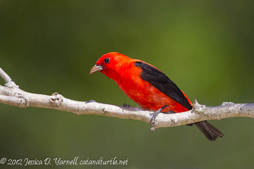 Scarlet Tanager