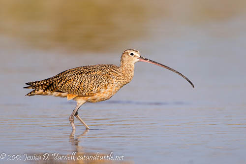 Long-Billed Curlew