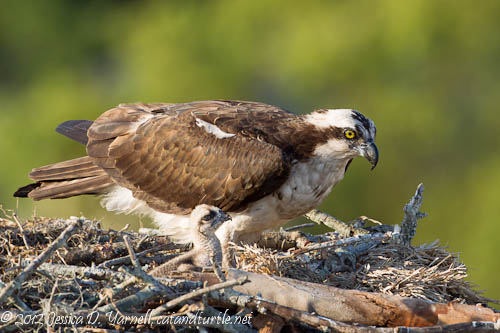 Winter Park Osprey Nest