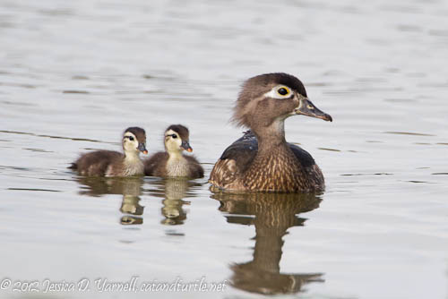 Wood Duck Mother and Babies