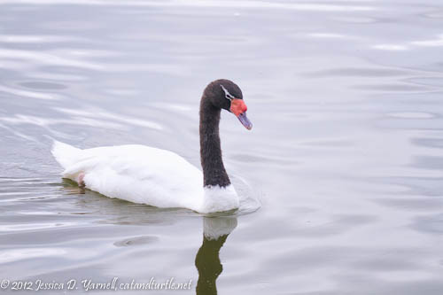 My First Black-Necked Swan