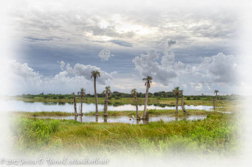 Viera Wetlands Cloudscape