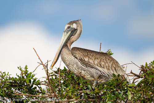 Brown Pelican