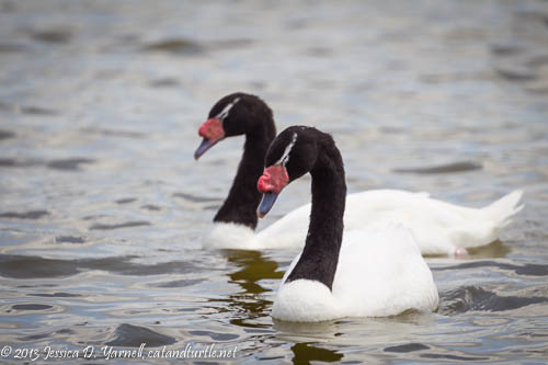 Black-Necked Swan