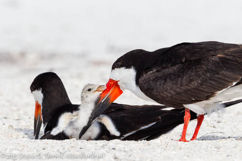 Black Skimmers with Baby
