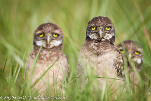 Three of the Five Burrowing Owl Babies