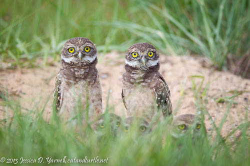 Five Burrowing Owlets