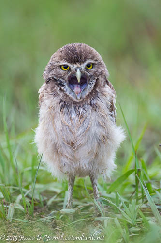 Burrowing Owl Yawn after Rain