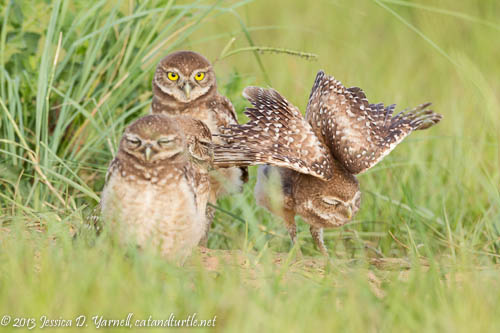 Burrowing Owlets at Burrow