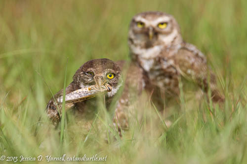 Baby Burrowing Owl with Grasshopper