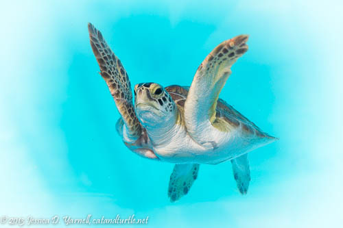 Green Sea Turtle