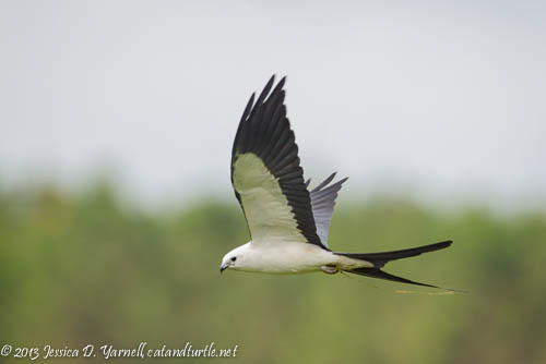 Swallow-Tailed Kite. Powerline Road, Hernando County.