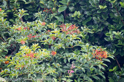 Hummingbird Bush. A hummer was here!!
