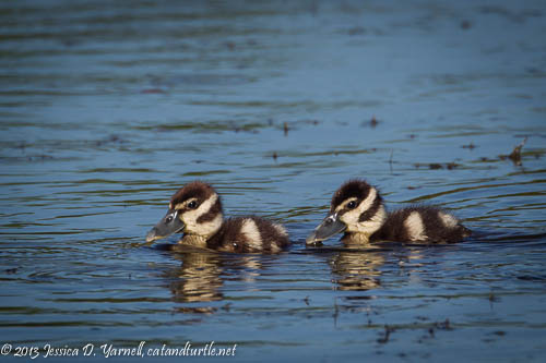 All Alone- Black-bellied Whistling-Ducklings