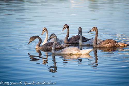 Our Mute Swan Cygnets Return to Lake Morton