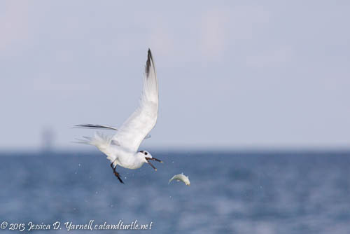 Sandwich Tern chases fish in mid-air