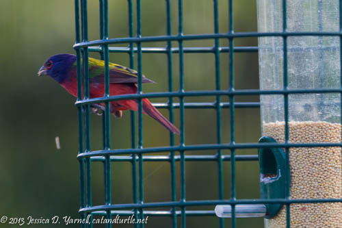 First of Fall Painted Bunting