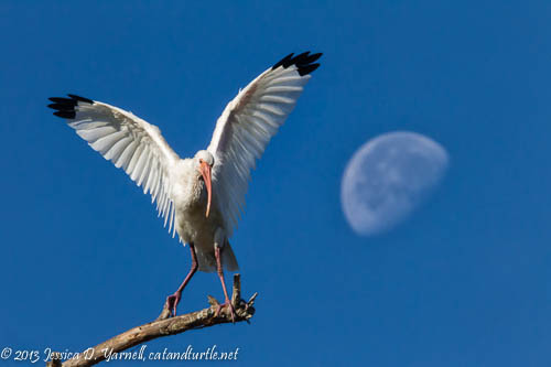 White Ibis on Top of the World!