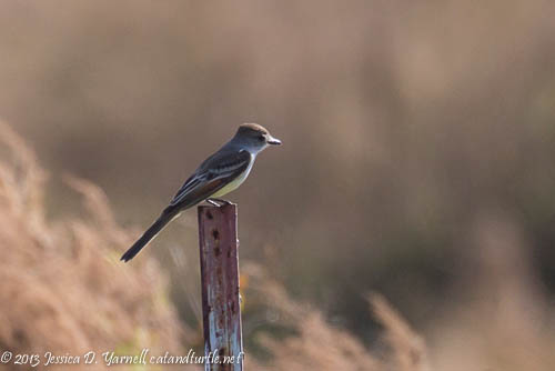 Ash-throated Flycatcher