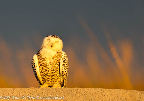 Snowy Owl in Florida