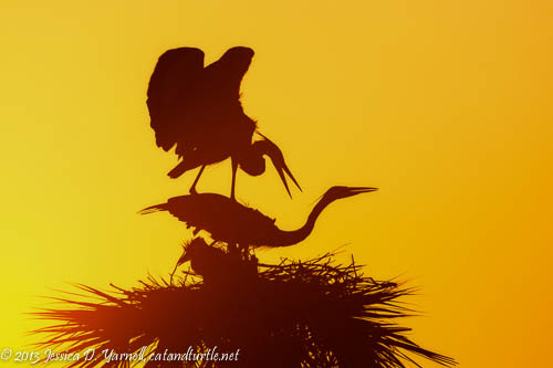 Great Blue Herons at Sunrise