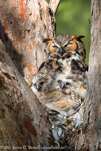 Great Horned Owl Family