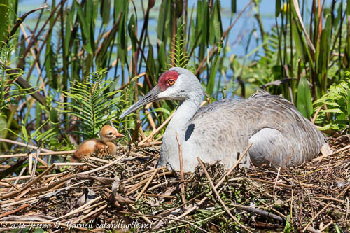 Mom and Baby Sandhill Crane on the Nest