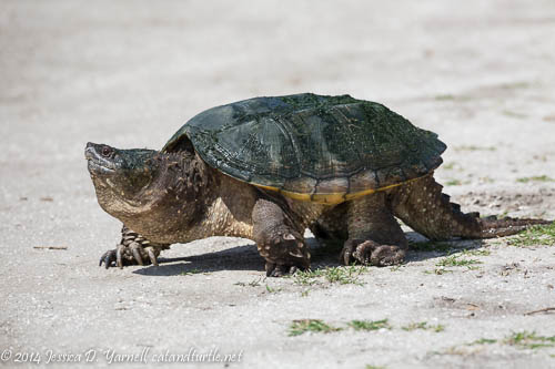 Snapping Turtle