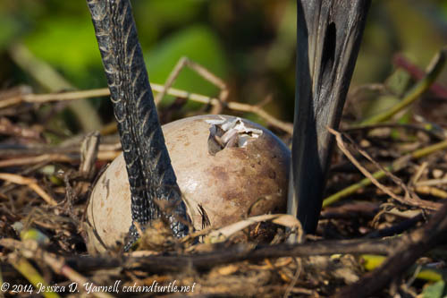 Beak Poking Through the Egg
