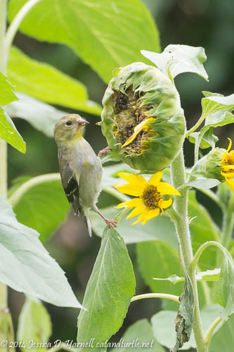 Being a Real Bird - Eating Seeds Straight from the Flower!