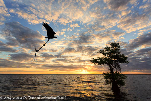 Blue Cypress Lake