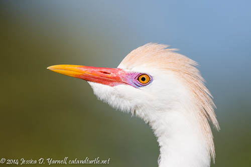 Cattle Egret Showing Off His Colors
