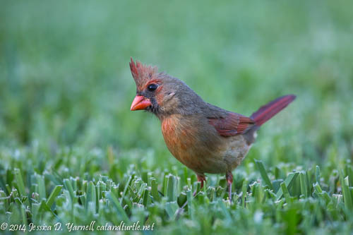 Female Cardinal in Breeding Plumage