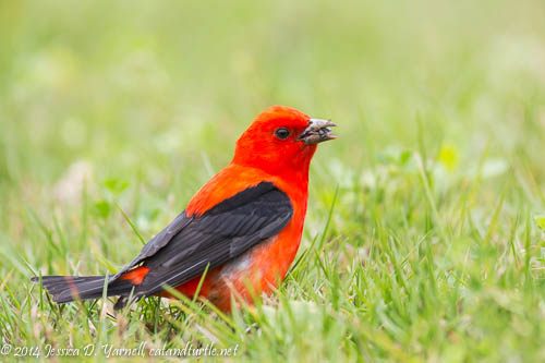 Scarlet Tanager Chewing his Bug
